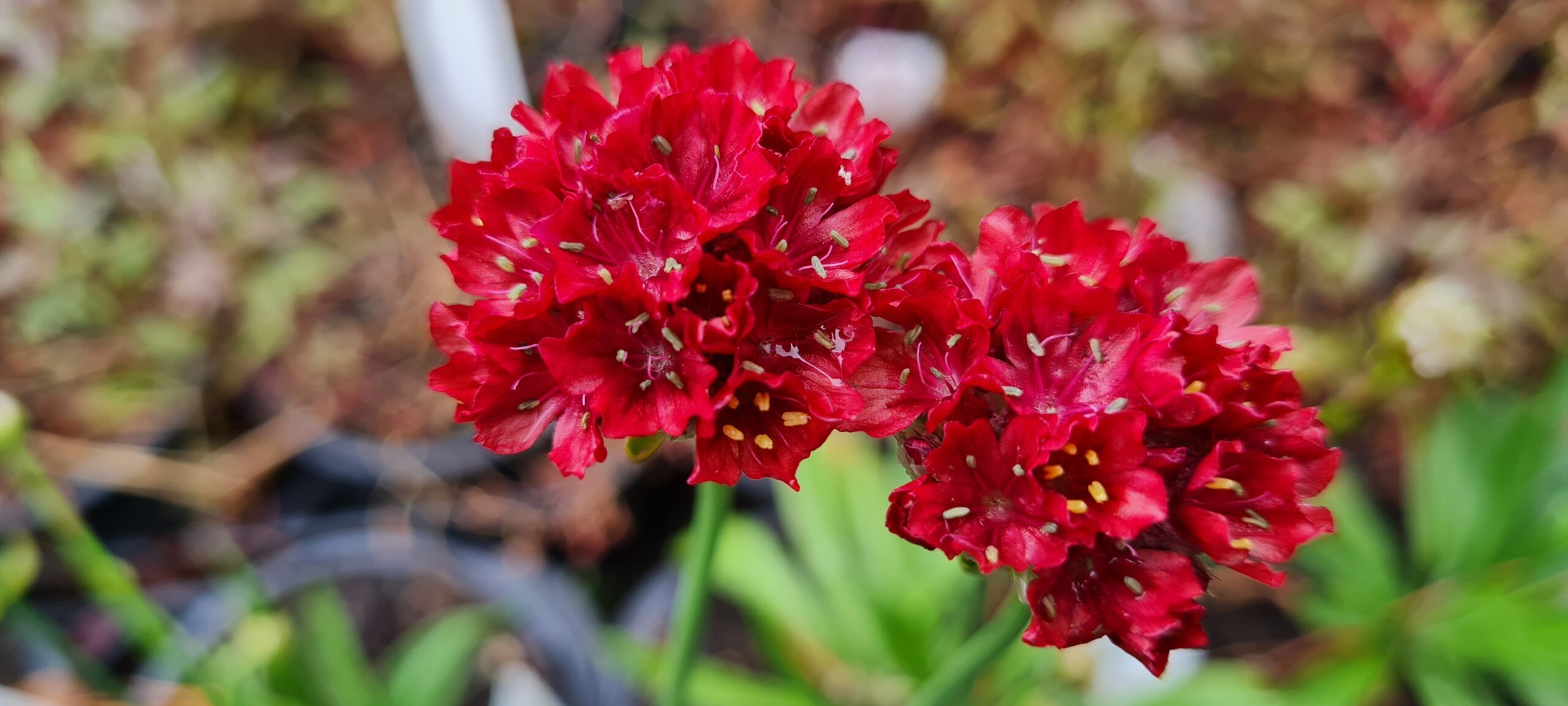 Front Page -Lush Garden Home 515042089 10171637950795576 7964 1