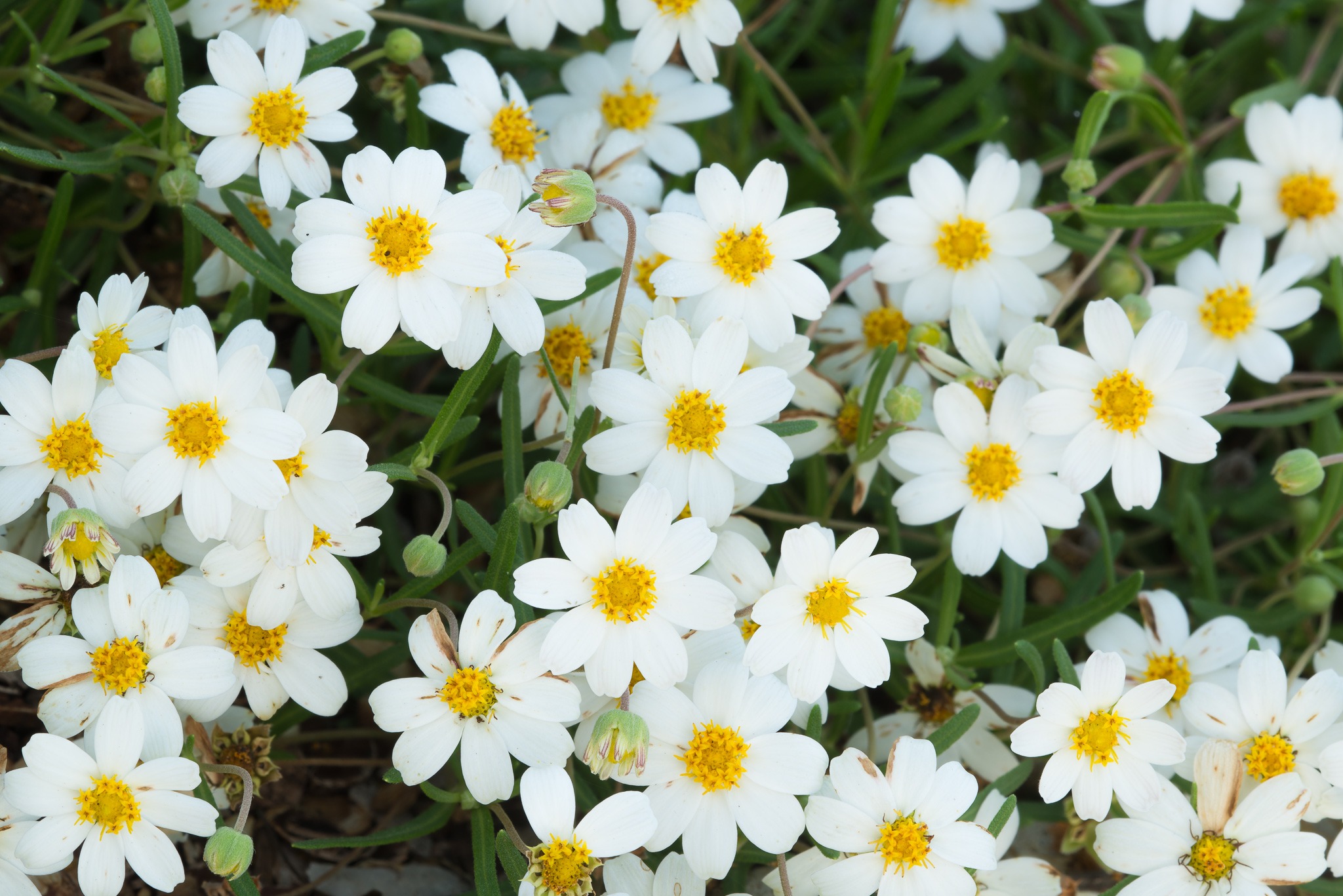 Front Page -Lush Garden Home 515042089 10171637950795576 7964