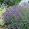 Grosso French Lavender