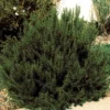 Arp Rosemary