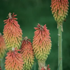 Fire Dance Red Hot Poker -Lush Garden Home 96488 kniphofia hirsuta fire dance