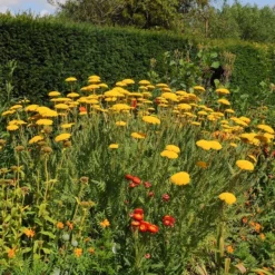 Coronation Gold Yarrow -Lush Garden Home achillea coronation gold yarrow 10