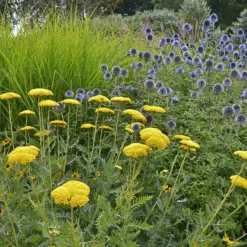 Coronation Gold Yarrow -Lush Garden Home achillea coronation gold yarrow globe thistle garden