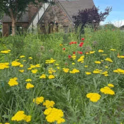 Moonshine Yarrow -Lush Garden Home achillea moonshine yarrow 3