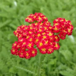Red Velvet Yarrow