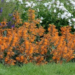 Apricot Sprite Agastache -Lush Garden Home agastache agastache apricot sprite walters gardens cropped