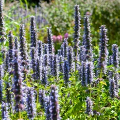 Black Adder Agastache -Lush Garden Home agastache black adder 3