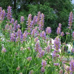 Blue Blazes Agastache -Lush Garden Home agastache blue blazes 1