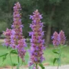 Blue Blazes Agastache