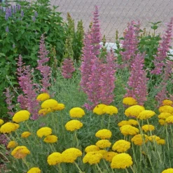 Desert Solstice Agastache -Lush Garden Home agastache desert solstice achillea gold plate