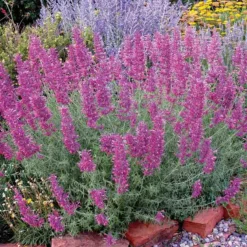 Desert Solstice Agastache -Lush Garden Home agastache desert solstice bush