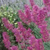 Desert Solstice Agastache