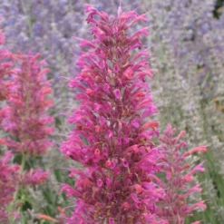 Desert Sunrise® Agastache