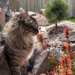 Kudos™ Mandarin Agastache -Lush Garden Home agastache kudos mandarin 2