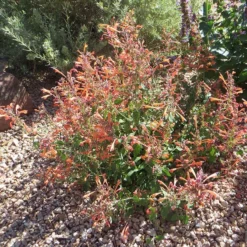 Kudos™ Mandarin Agastache -Lush Garden Home agastache kudos mandarin 3