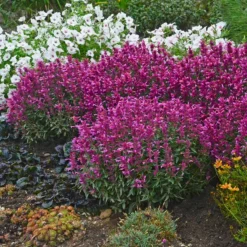 Rosie Posie Agastache -Lush Garden Home agastache rosie posie 4