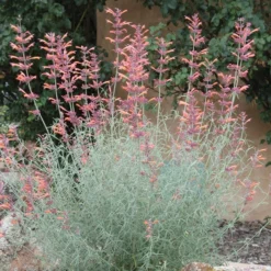 Agastache Rupestris -Lush Garden Home agastache rupestris 11825 3