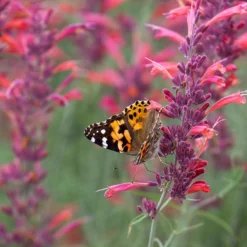 Agastache Rupestris -Lush Garden Home agastache rupestris pollinators