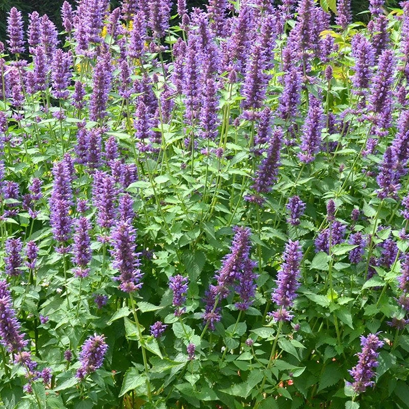 Blue Boa Agastache 2 Blue Boa Agastache - Image 2