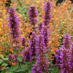 Blue Boa Agastache -Lush Garden Home agastache blue boa 1b 1 with apricot sprite 2