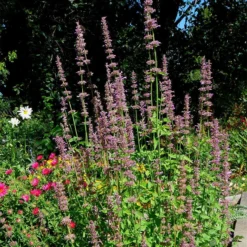 Agastache Neomexicana -Lush Garden Home agastache neomexicana in the garden