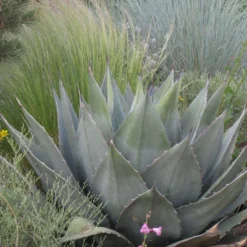 Havard's Century Plant (Agave) -Lush Garden Home agave havardiana hbl1v51 2