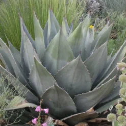 Havard's Century Plant (Agave)