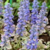 Silver Queen Ajuga