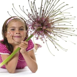 Schubert's Allium -Lush Garden Home allium schubertii kid cropped