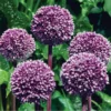 Summer Drummer Allium