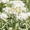 New Snow Pearly Everlasting (Anaphalis)