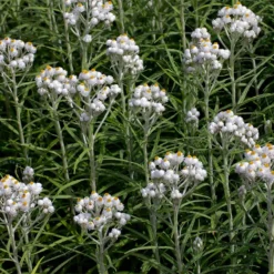 New Snow Pearly Everlasting (Anaphalis) -Lush Garden Home anaphalis margaritacea new snow many blooms