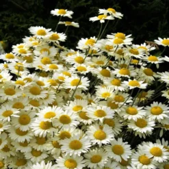 Susanna Mitchell Marguerite Daisy (Anthemis) -Lush Garden Home anthemis tinctoria 19981
