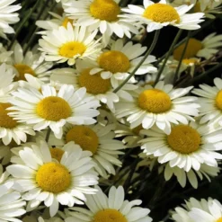 Susanna Mitchell Marguerite Daisy (Anthemis) -Lush Garden Home anthemis tinctoria 19981 close up