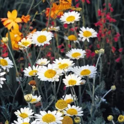 Susanna Mitchell Marguerite Daisy (Anthemis) -Lush Garden Home anthemis tinctoria susanna mitchell 3