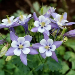 Rocky Mountain Columbine -Lush Garden Home aquilegia caerulea rocky mountai