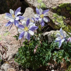Rocky Mountain Columbine