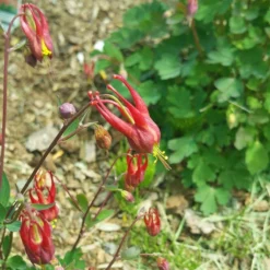 Little Lanterns Columbine -Lush Garden Home aquilegia little lanterns cropped 5 1
