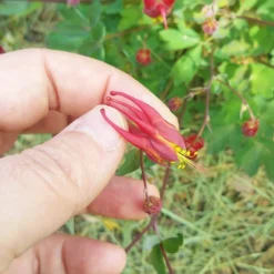 Little Lanterns Columbine -Lush Garden Home aquilegia little lanterns cropped close up 1 1