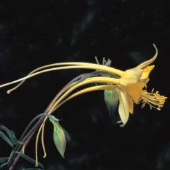 Swallowtail® Columbine -Lush Garden Home aquilegia species swallowtail 20822 2 web 1