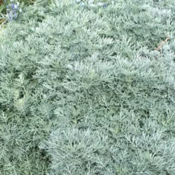 Powis Castle Artemisia -Lush Garden Home artemisia powis castle close denver botanic