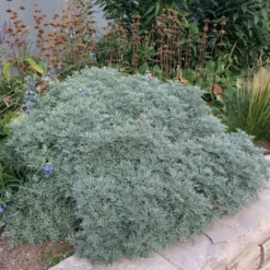 Powis Castle Artemisia -Lush Garden Home artemisia powis castle whole plant denver botanic