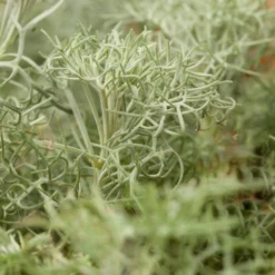 Seafoam Artemisia -Lush Garden Home artemisia versicolor seafoam