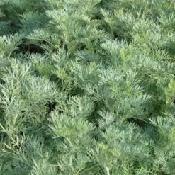 Powis Castle Artemisia