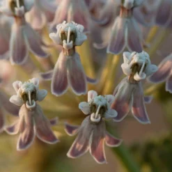 California Narrow Leaf Milkweed -Lush Garden Home asclepias fascicularis santa monica trails council 2 cropped