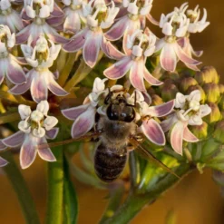 California Narrow Leaf Milkweed -Lush Garden Home asclepias fascicularis santa monica trails council 3 cropped