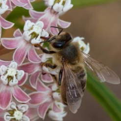 California Narrow Leaf Milkweed -Lush Garden Home asclepias fascicularis santa monica trails council 4 cropped