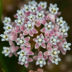 California Narrow Leaf Milkweed -Lush Garden Home asclepias fascicularis santa monica trails council 5 cropped