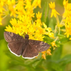 Hello Yellow Butterfly Weed -Lush Garden Home asclepias hello yellow milkweed blooms