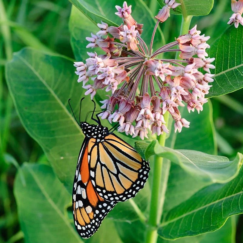 Common Milkweed 4 Common Milkweed - Image 4